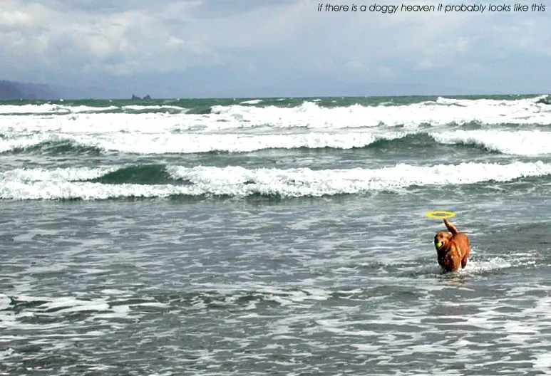 doggie heaven.webp