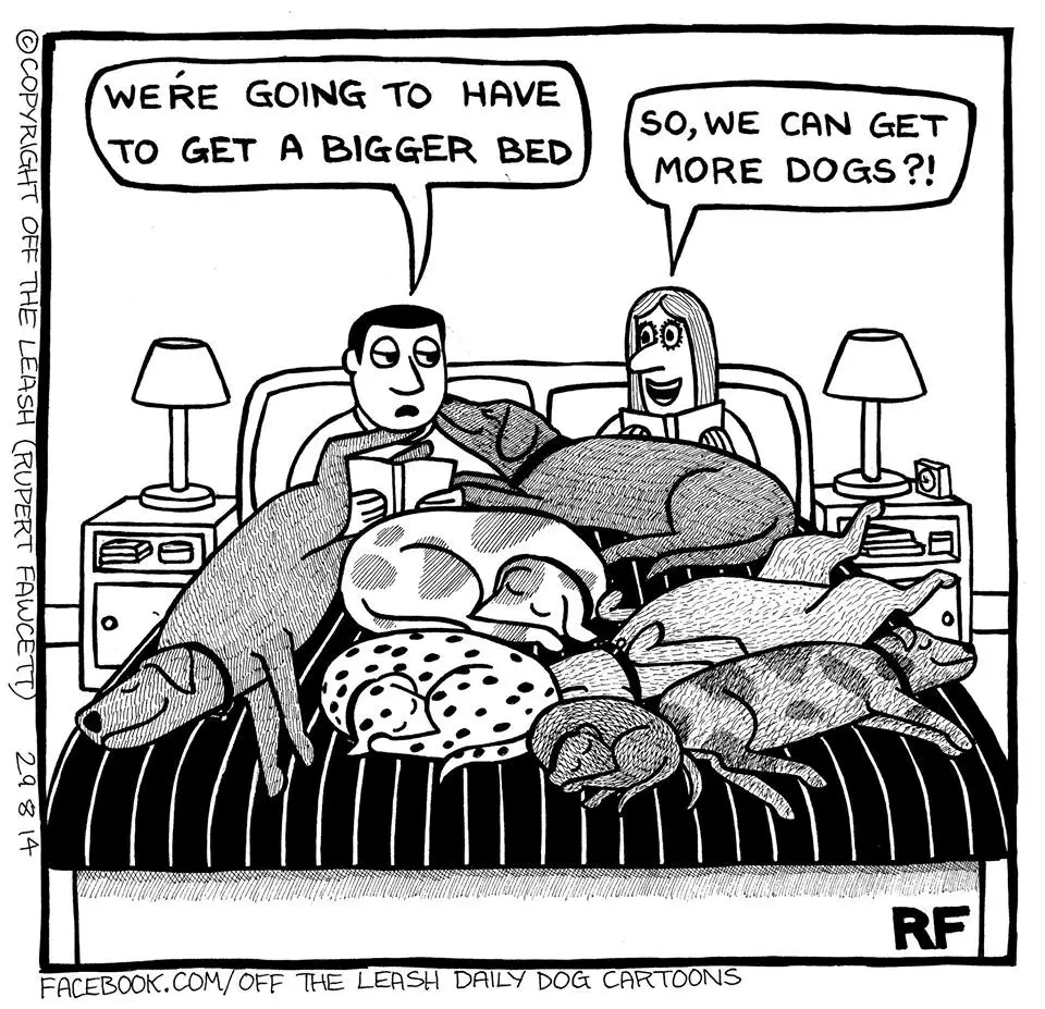 dogs in bed.webp
