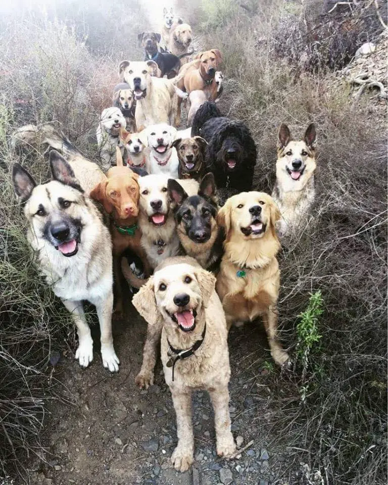 dogs.webp