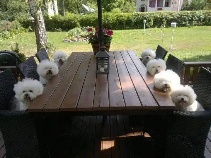 dogs10.jpg
