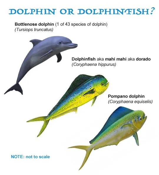 dolphin-or-dolphinfish.webp