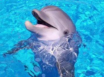 dolphin1.webp