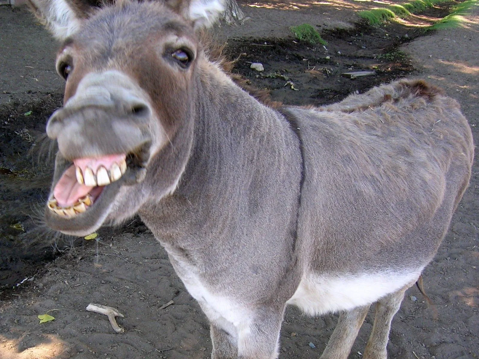 donkey-oatie-image.webp