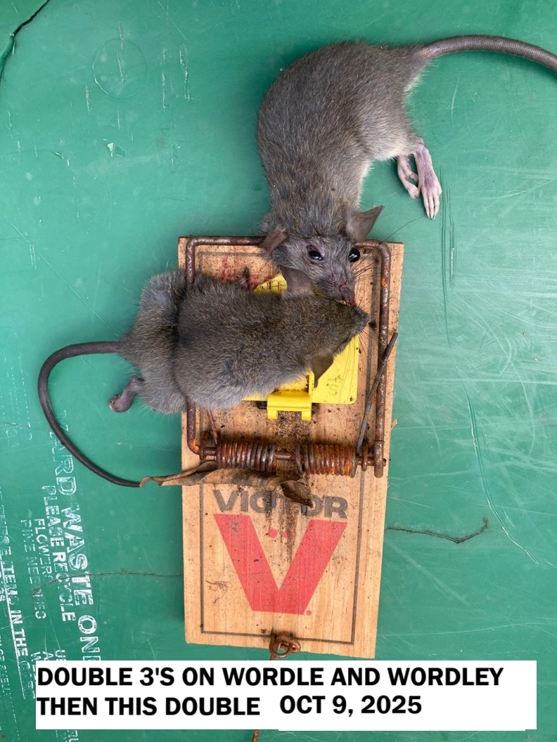 DOUBLE 3 ON WORDLE AND WORDLEY TODAY, THEN THIS DOUBLE.webp