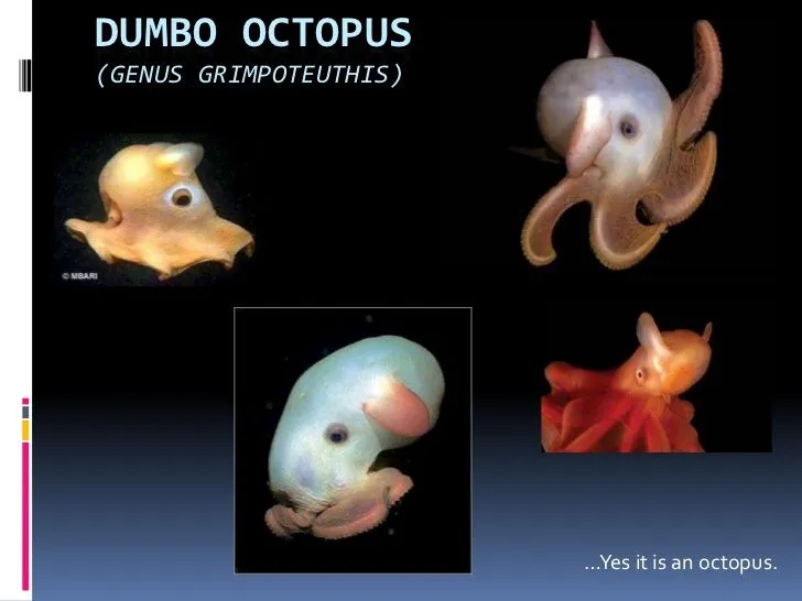 dumbo-octopus-1-728.webp