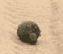 Dung, dwellers, rollers an tunnelers.gif