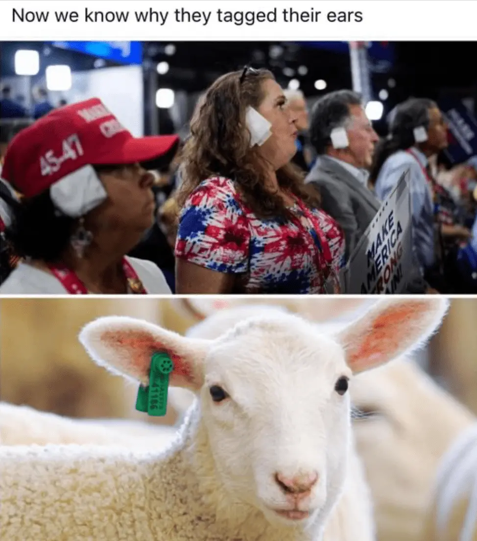 Ear Bandage Sheep.webp