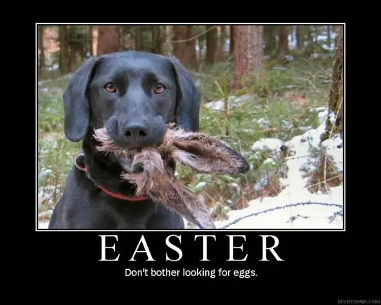 easter.webp