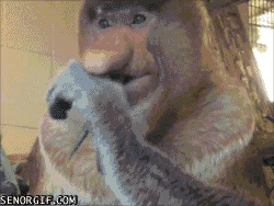 edeeb13f_intadesting-proboscis-monkey-eating.gif
