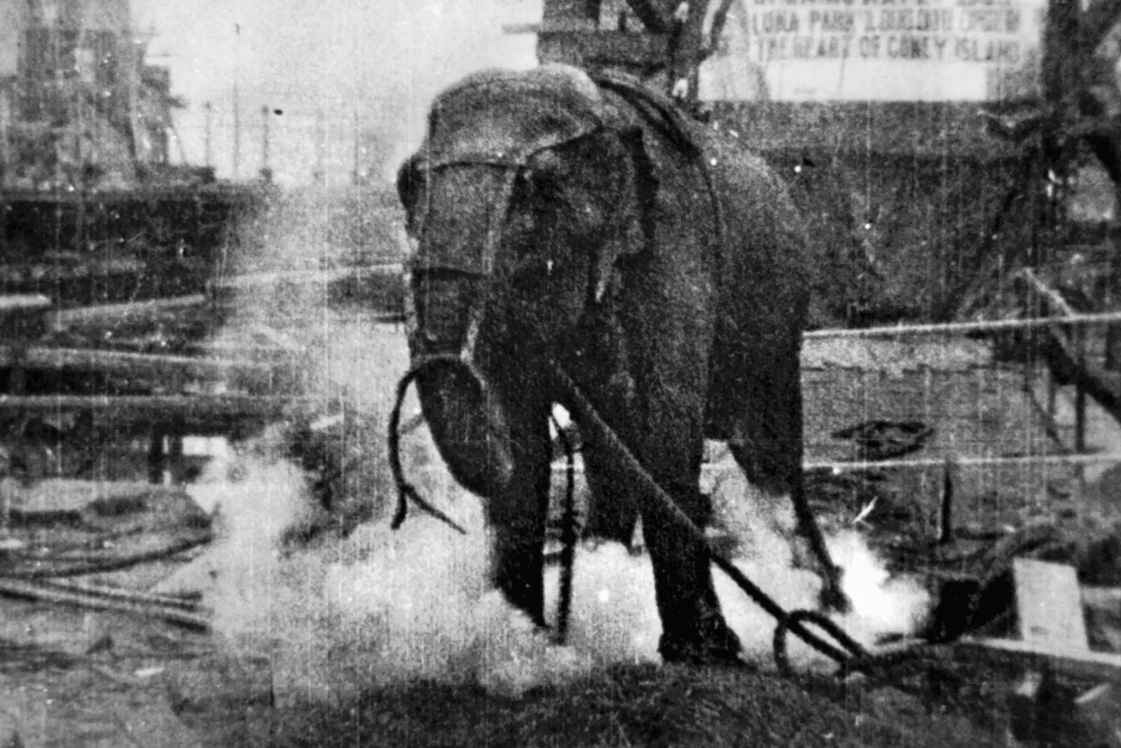 Electrocuting_an_Elephant_edison_film_1903_frame_shot.webp