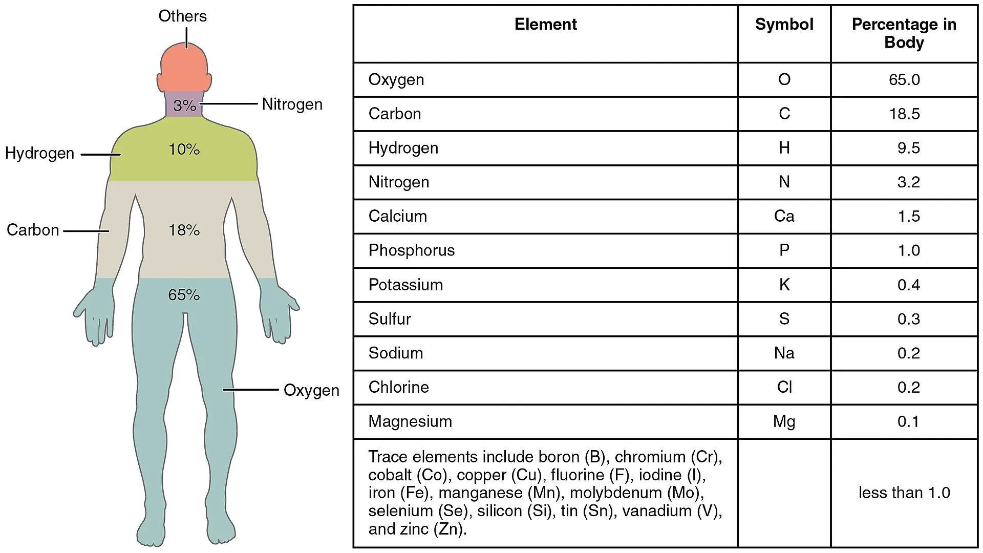 Elements_of_the_Human_Body-01.webp
