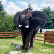 elephant-ride-elephant.gif