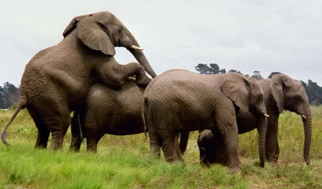 elephants-photo-u3.webp