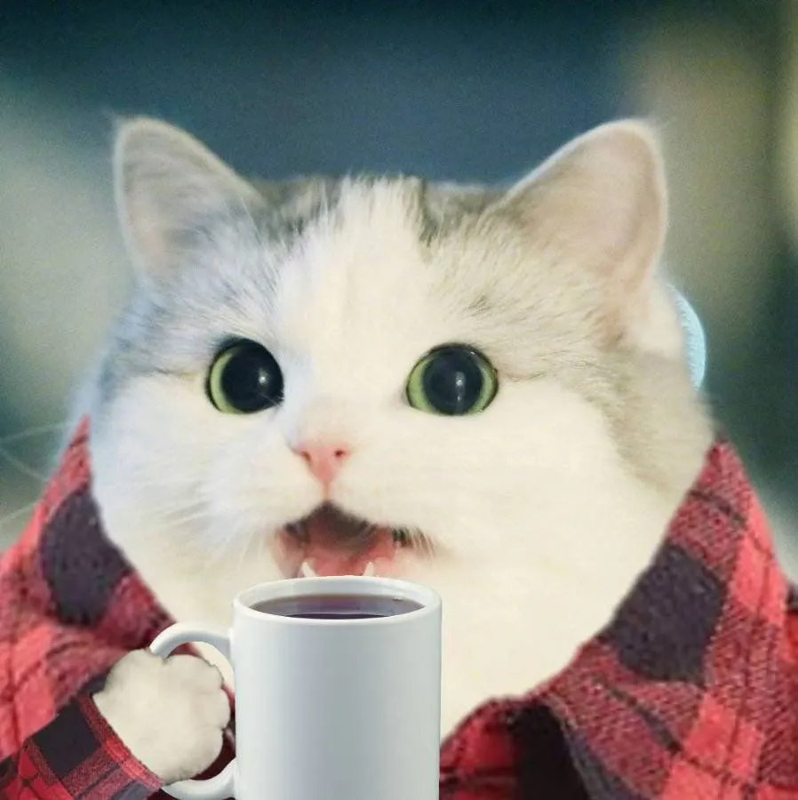 entertained cat.webp
