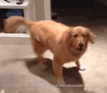 excited-dog.gif