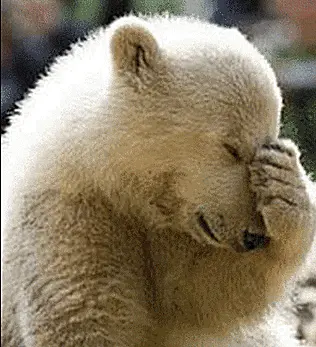 facepalmbear-5804f2af3df78cbc28913ff7.webp