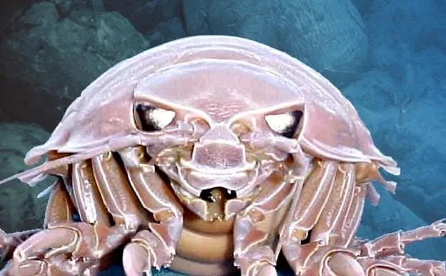 Facts-about-Giant-Isopod-to-know-what-this-Creature-is.webp