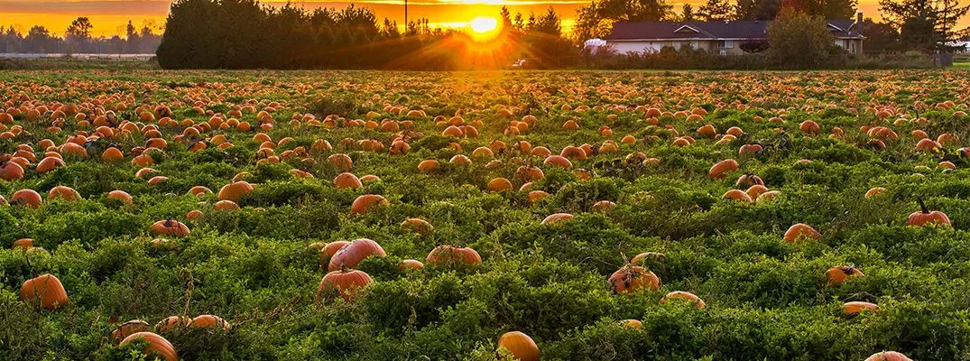 fall-1075x400_pumpkin_patches2_b.webp