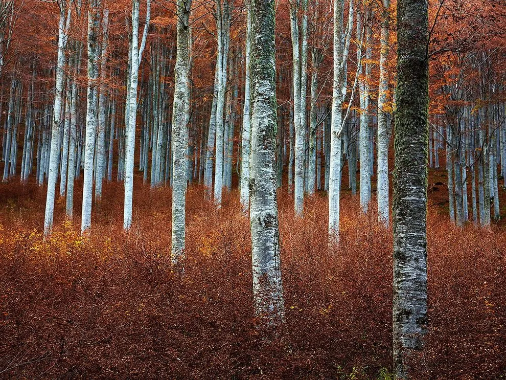 Fall-Beech-Wood.webp