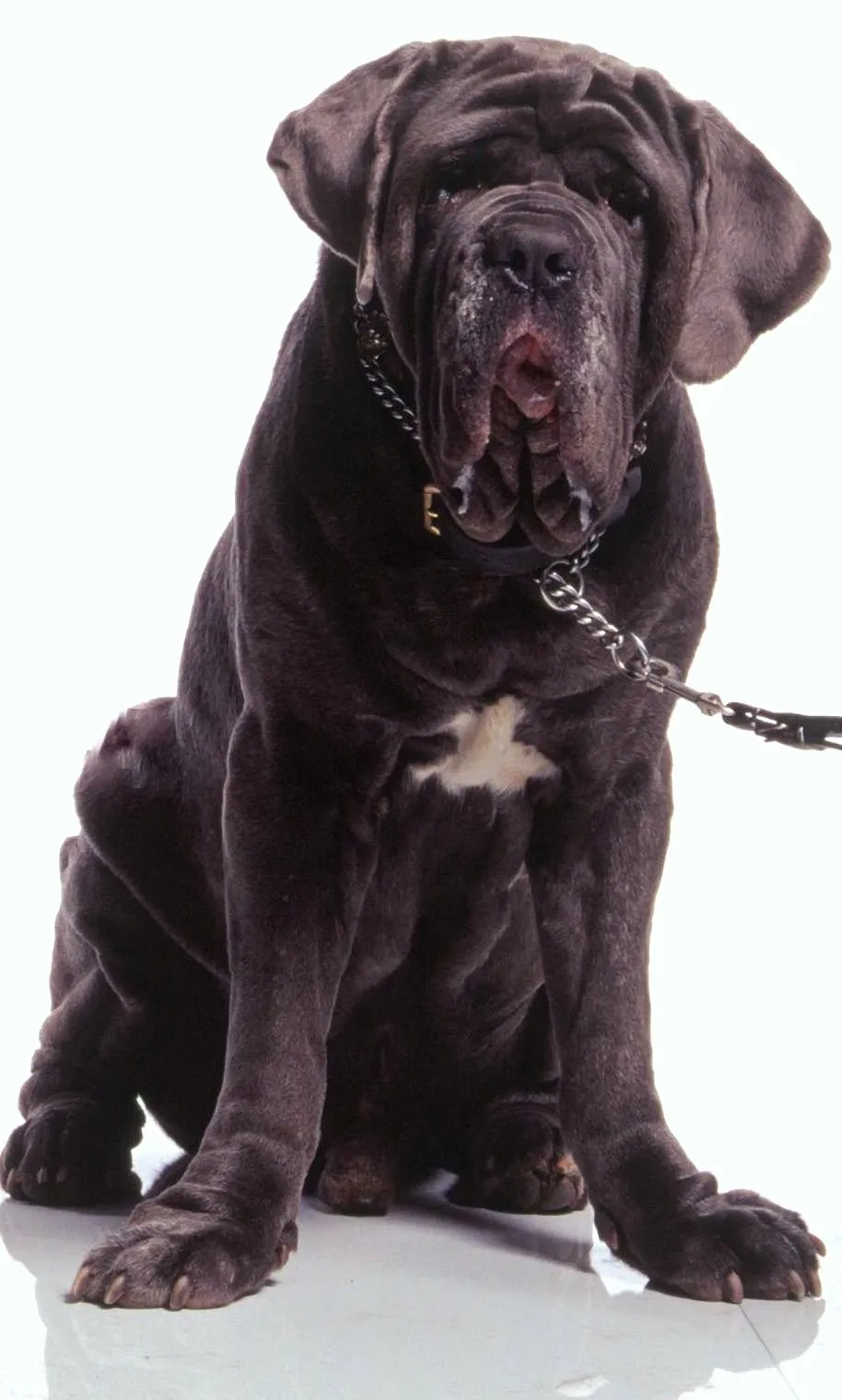 Fang.webp
