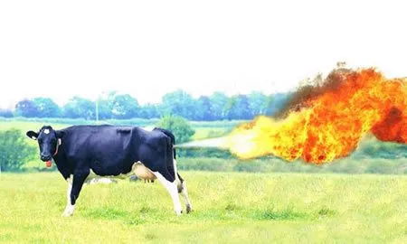 farting-cow.webp