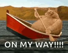 fat-cat-row-boat.gif