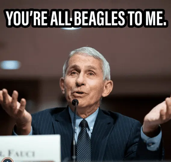 fauci killer runt 5.webp