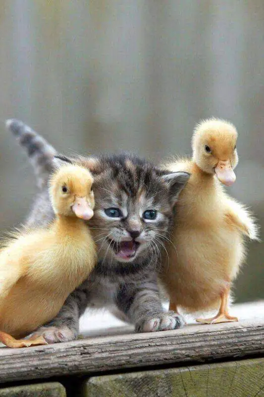 FB6woMNWUAUhDTX.webp