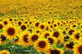 FB_IMG_1646764258423.webp