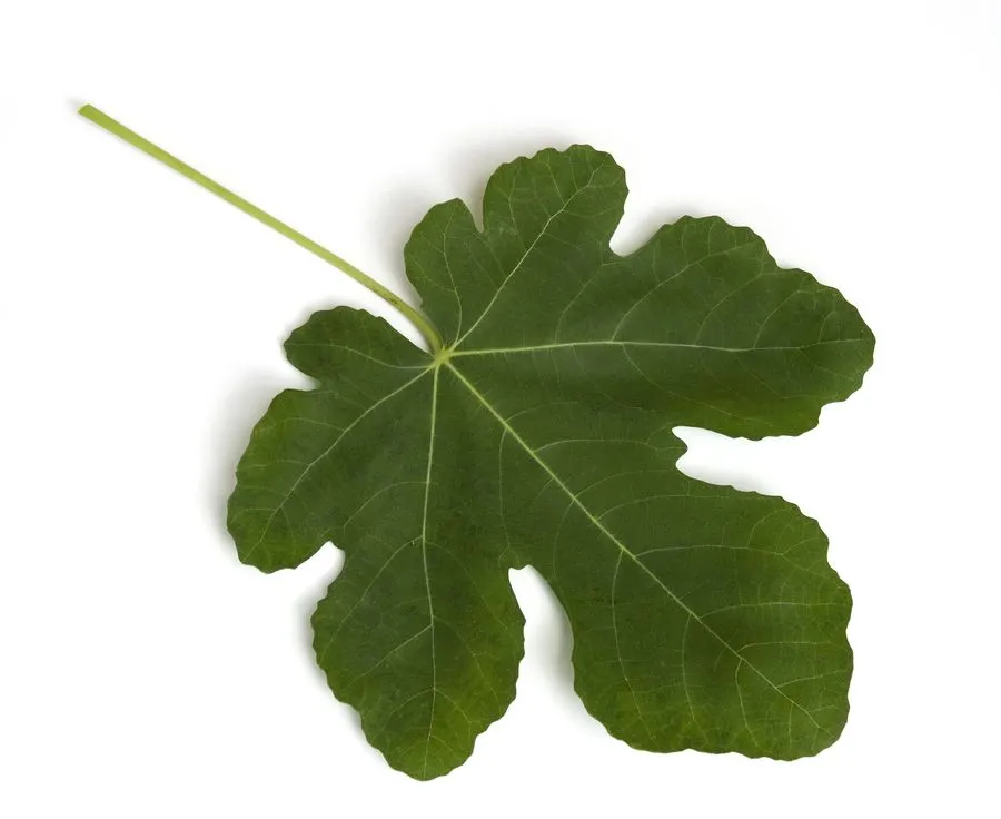 figlea_noun_002_13776.webp