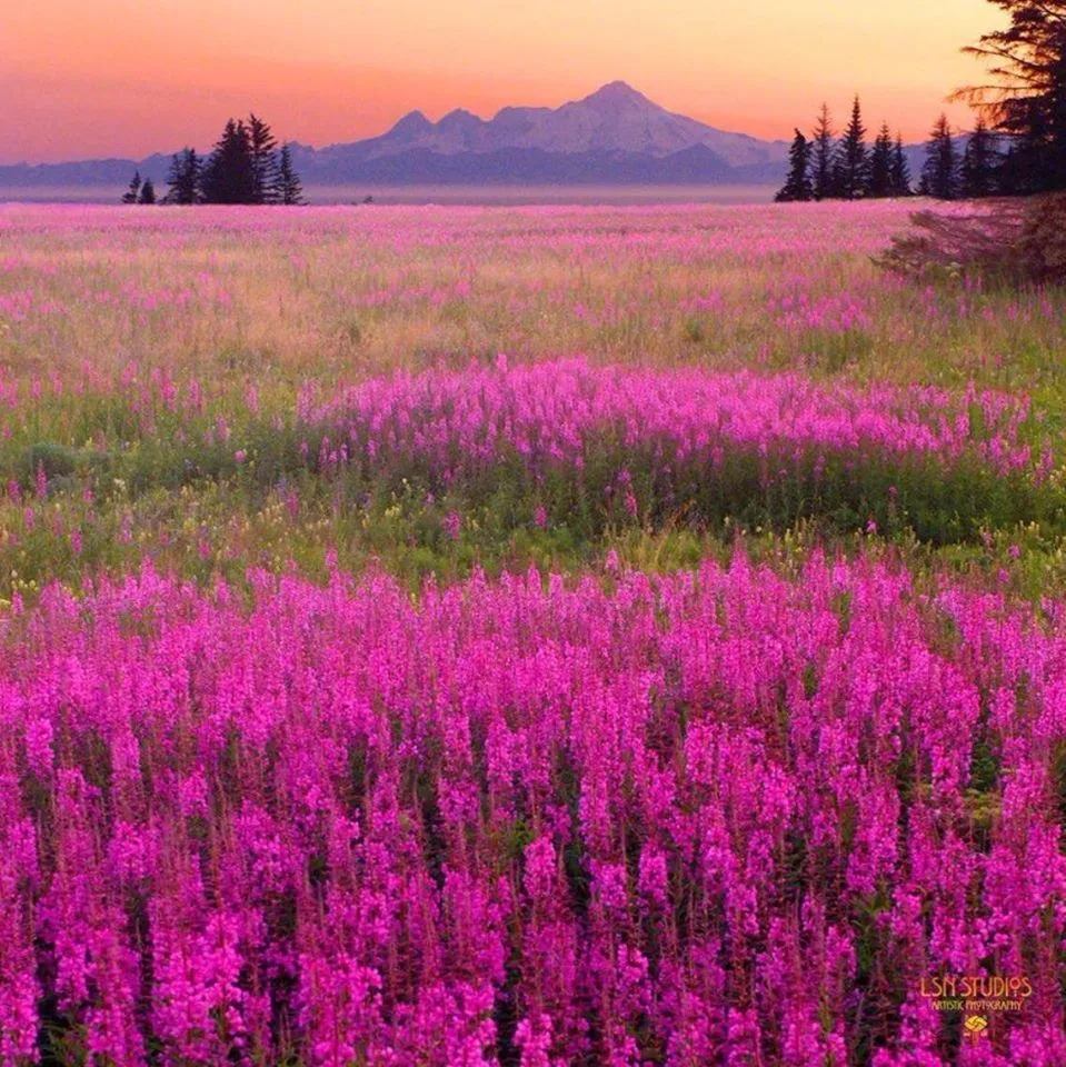 fireweed AK.webp