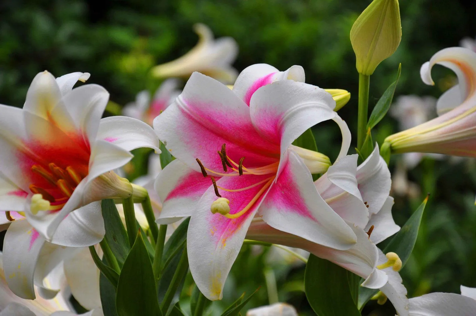 flowers.webp