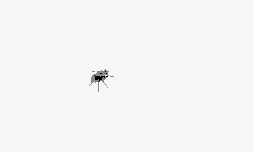 FlySwat2.gif