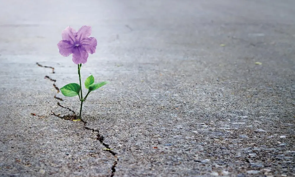 fm1018-grow.webp