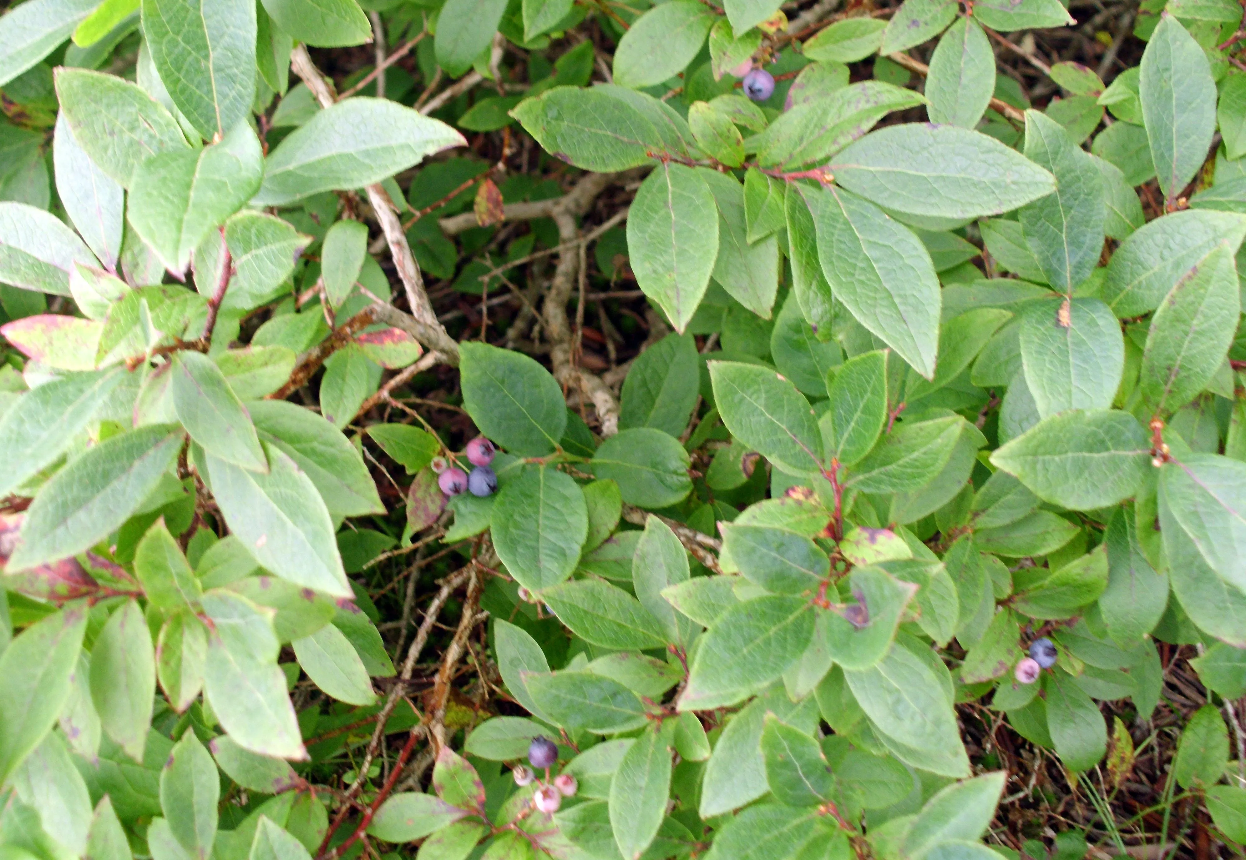 foliage n barries.webp