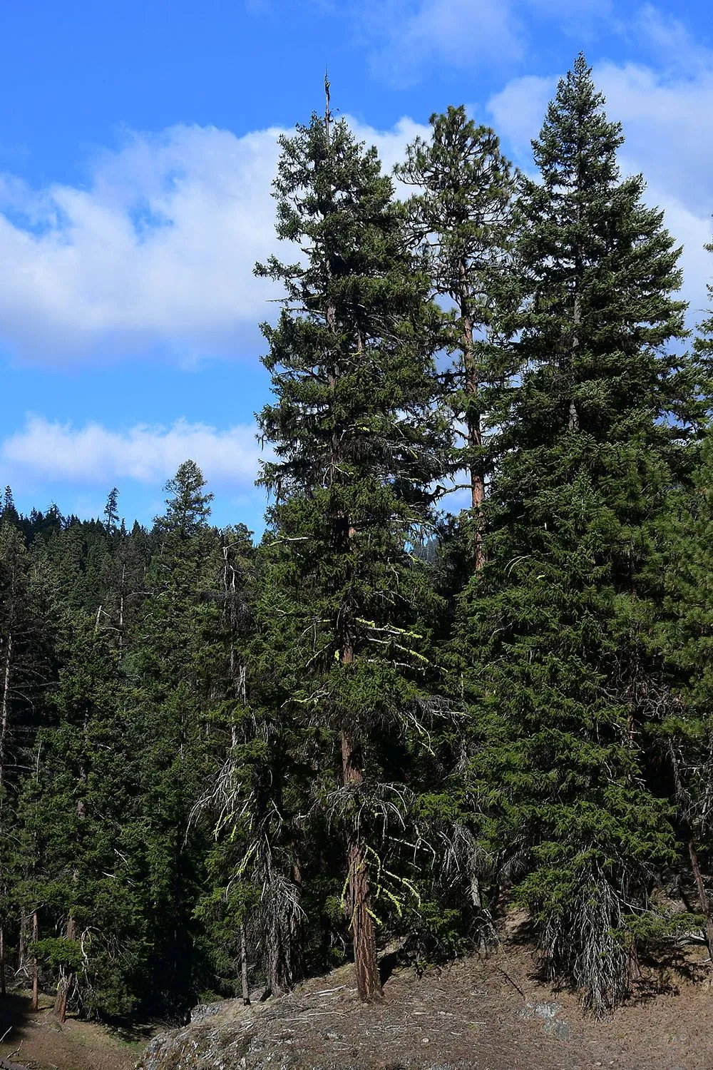 Forest#123.webp
