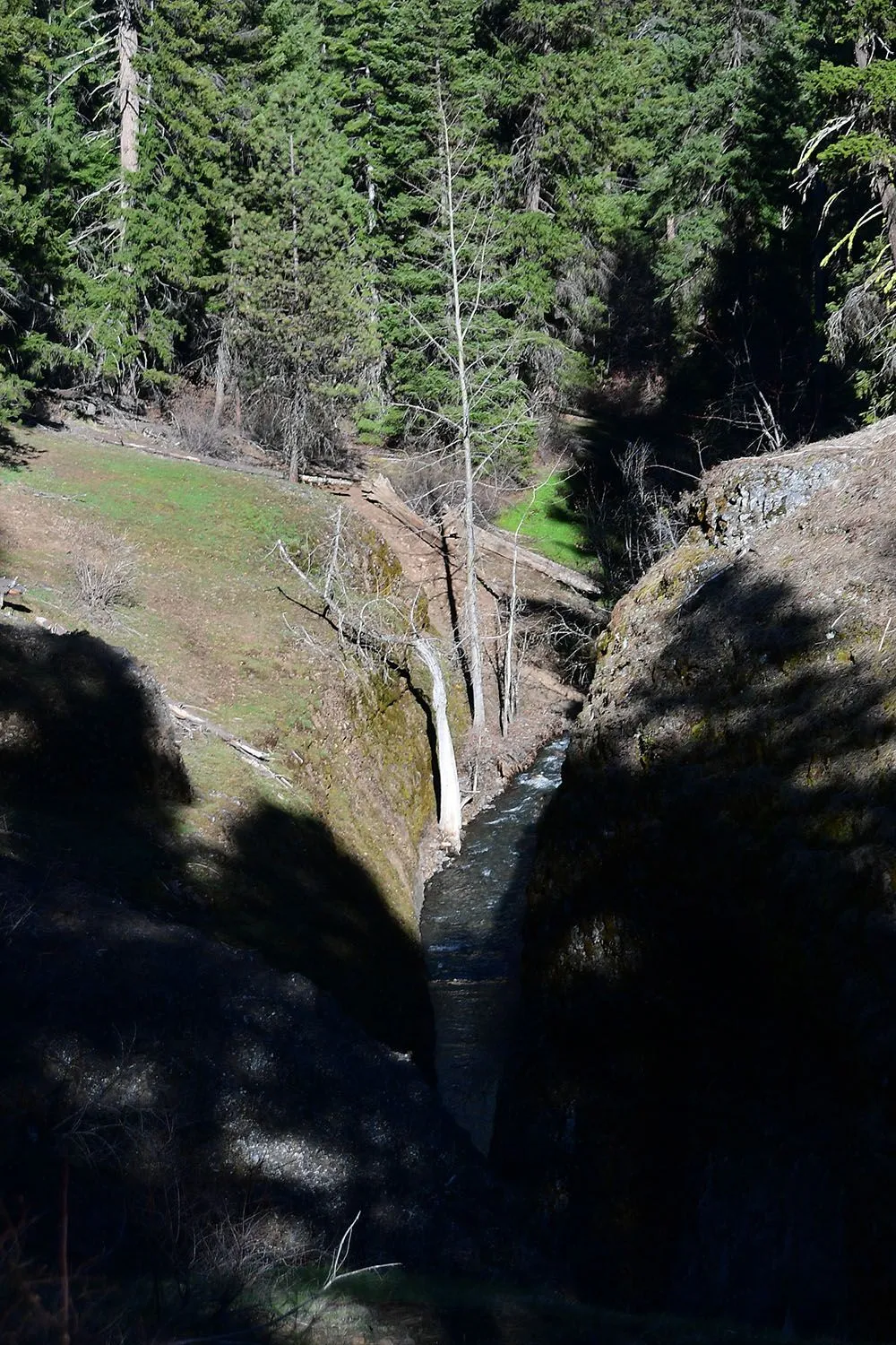 Forest#138.webp