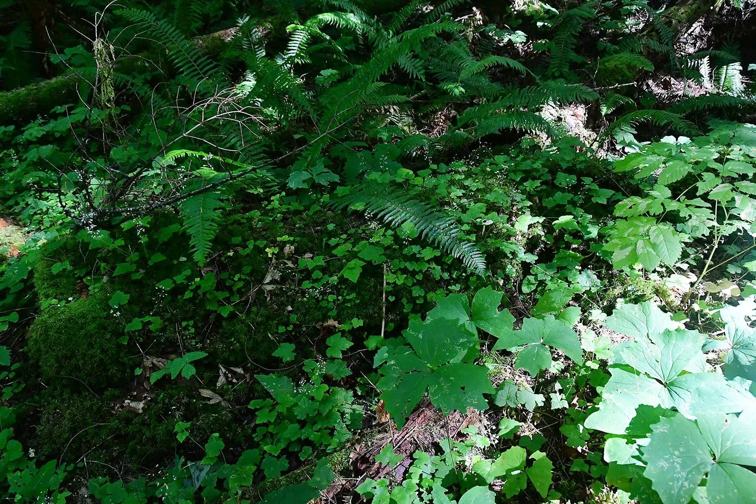 Forest#33.webp