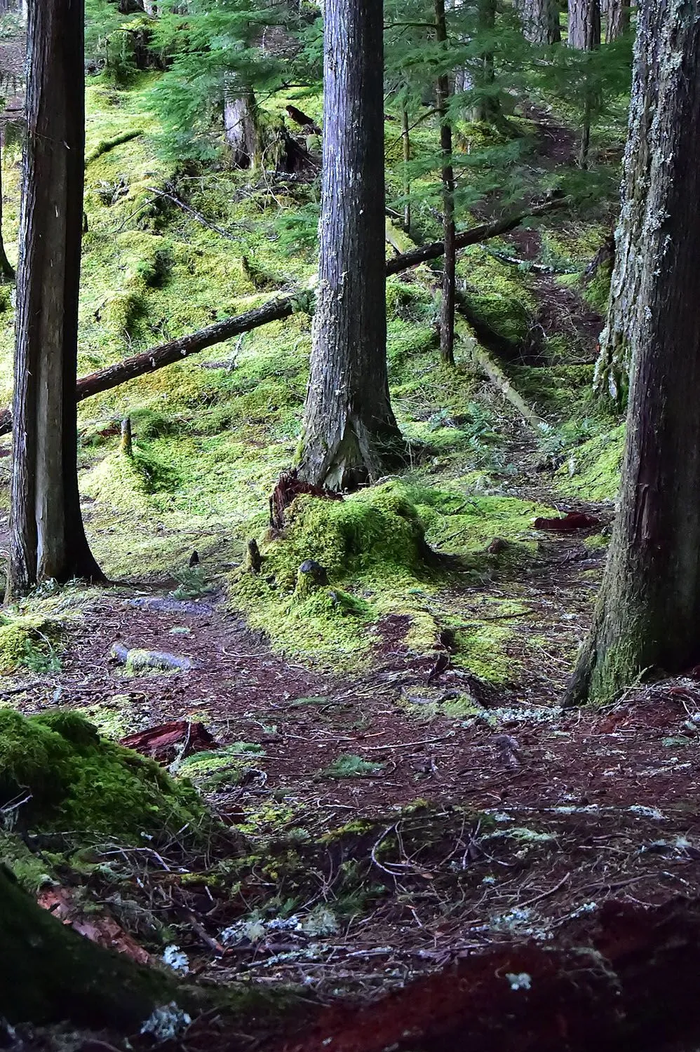 Forest#392.webp