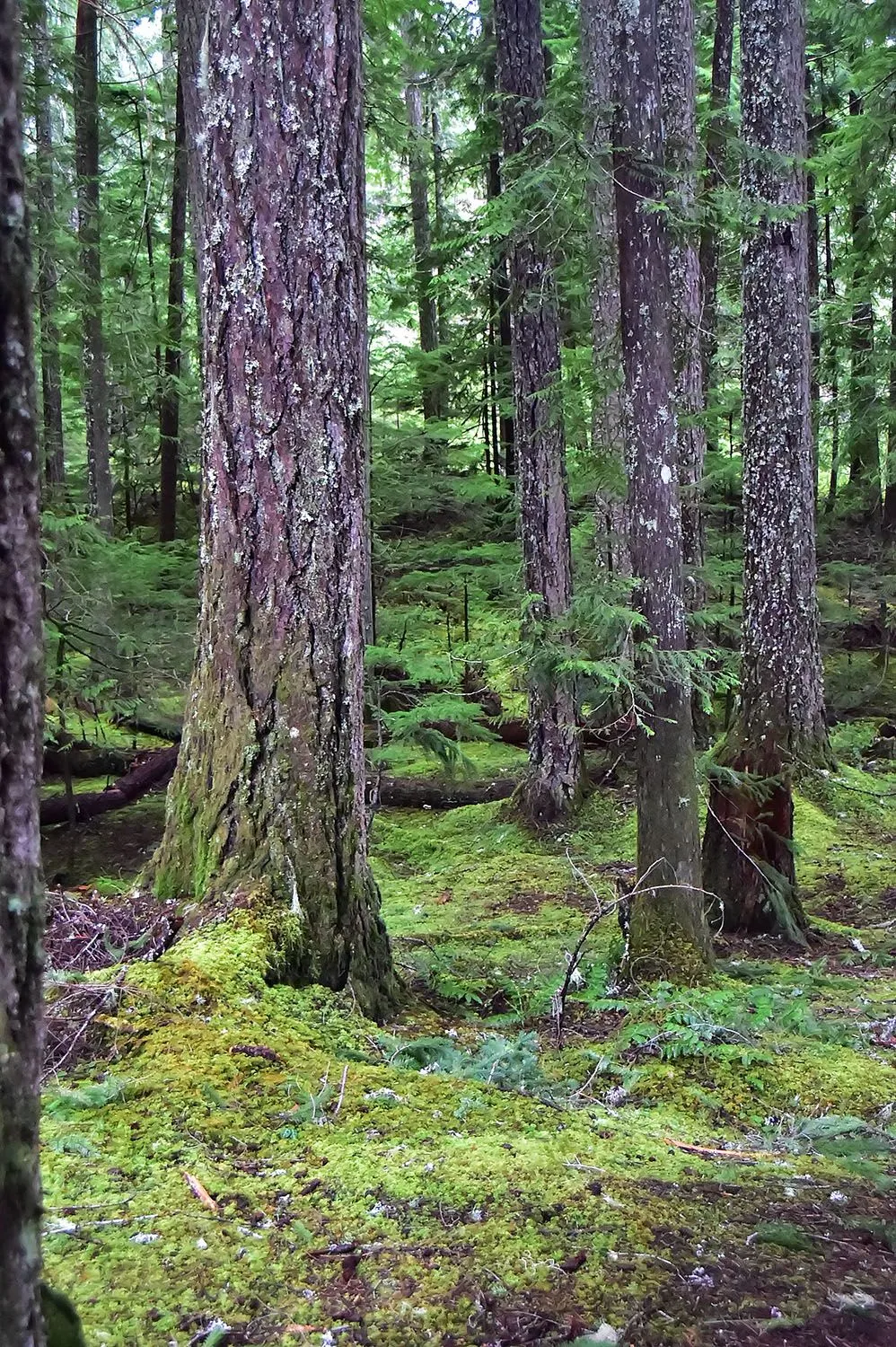 Forest#411.webp