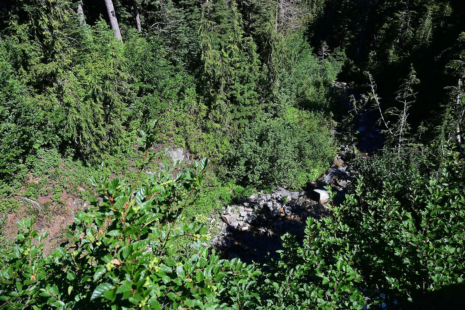 Forest#416.webp