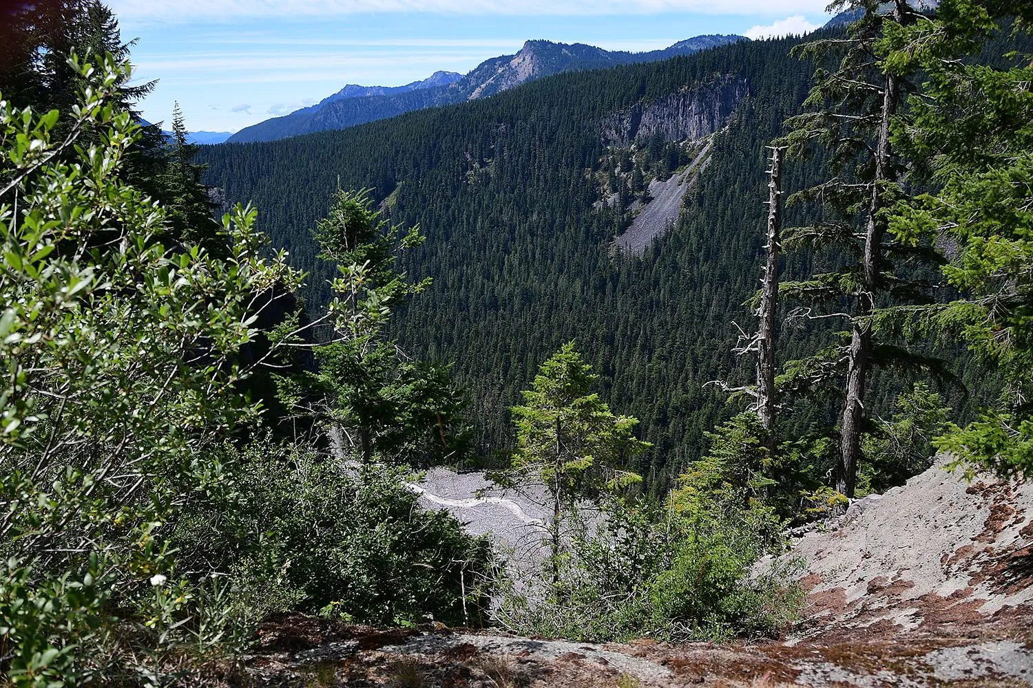 Forest#526.webp