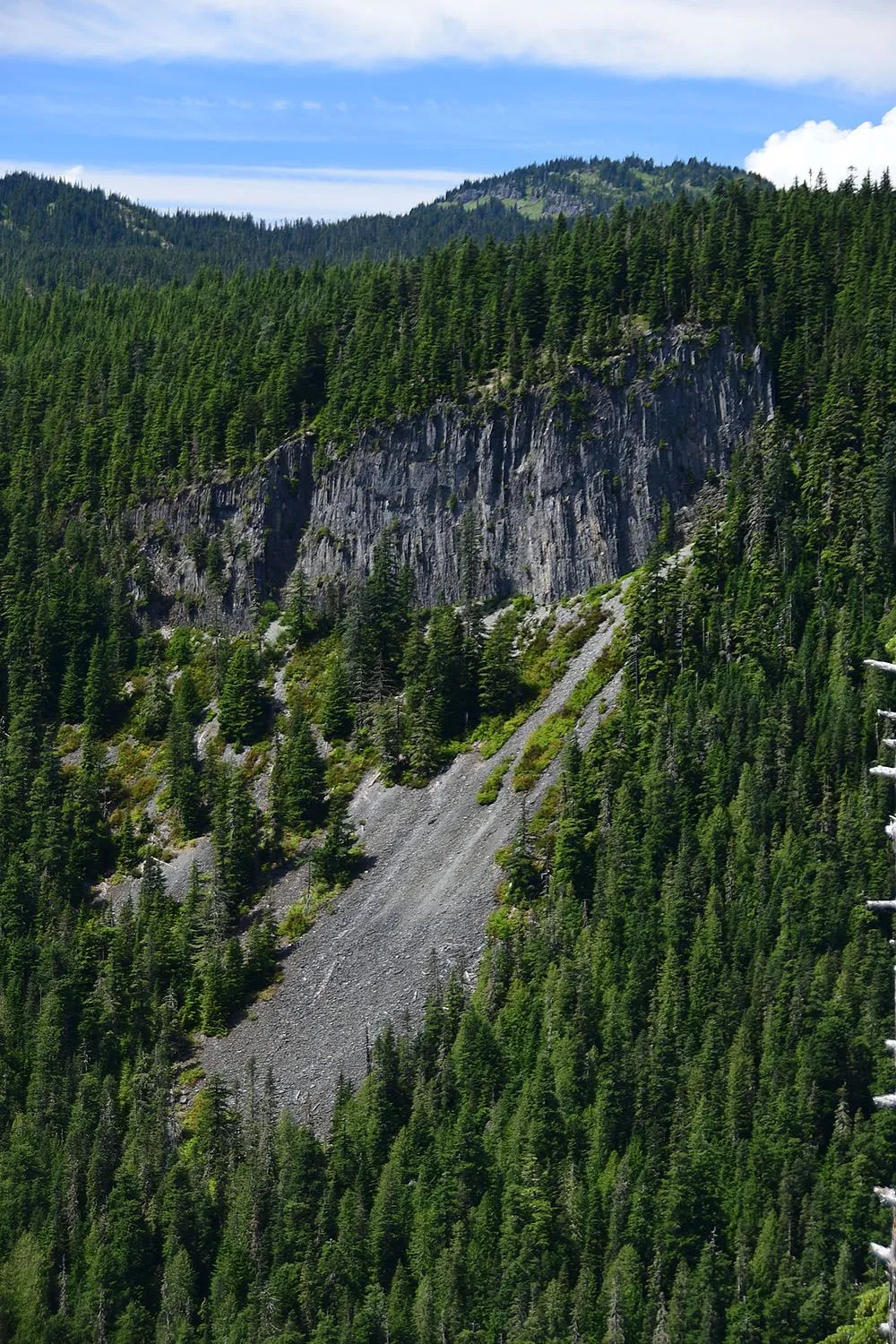 Forest#527.webp
