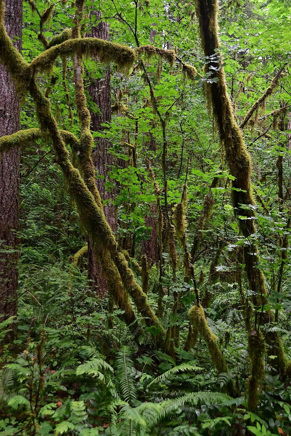 Forest#569.webp