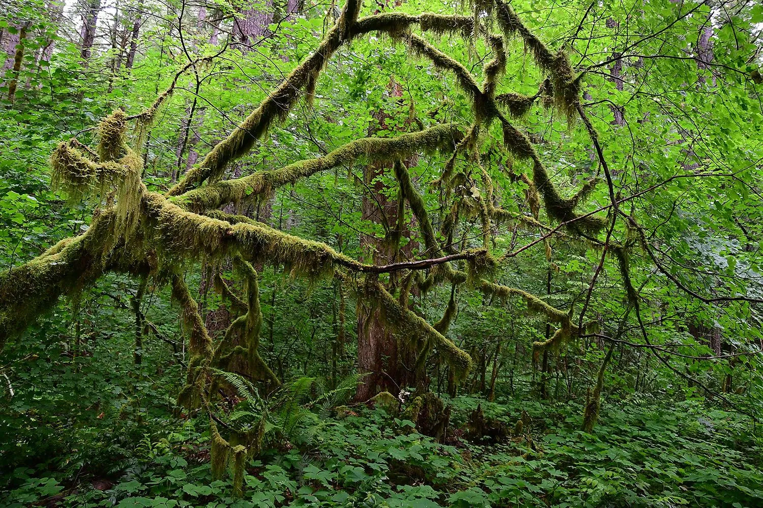 Forest#573.webp