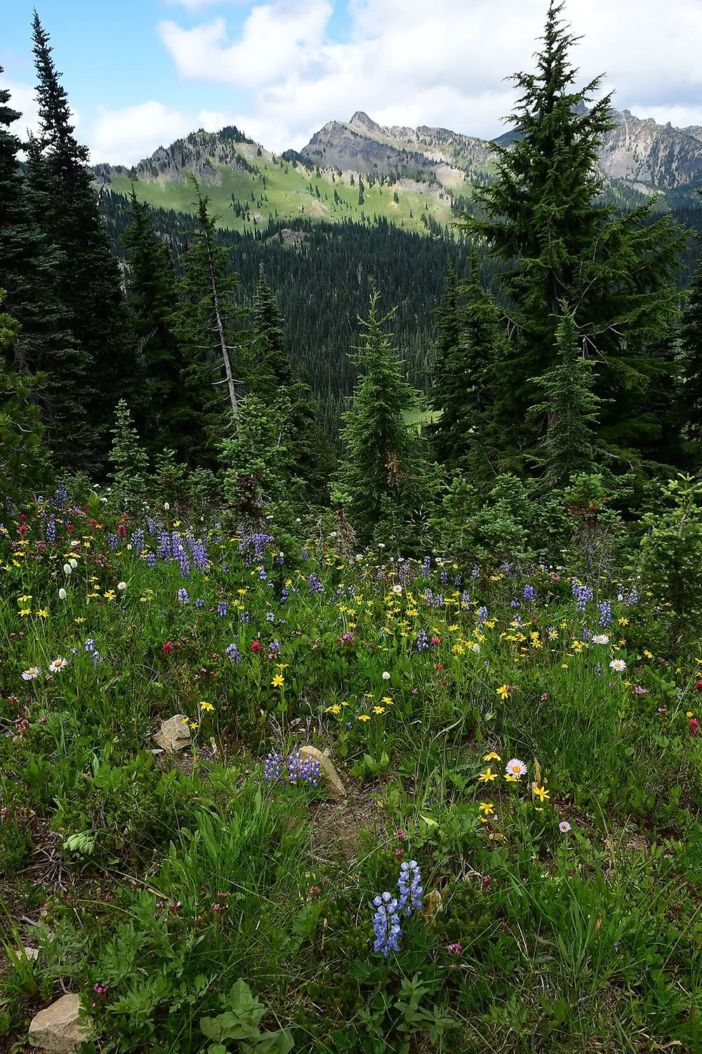 Forest#619.webp