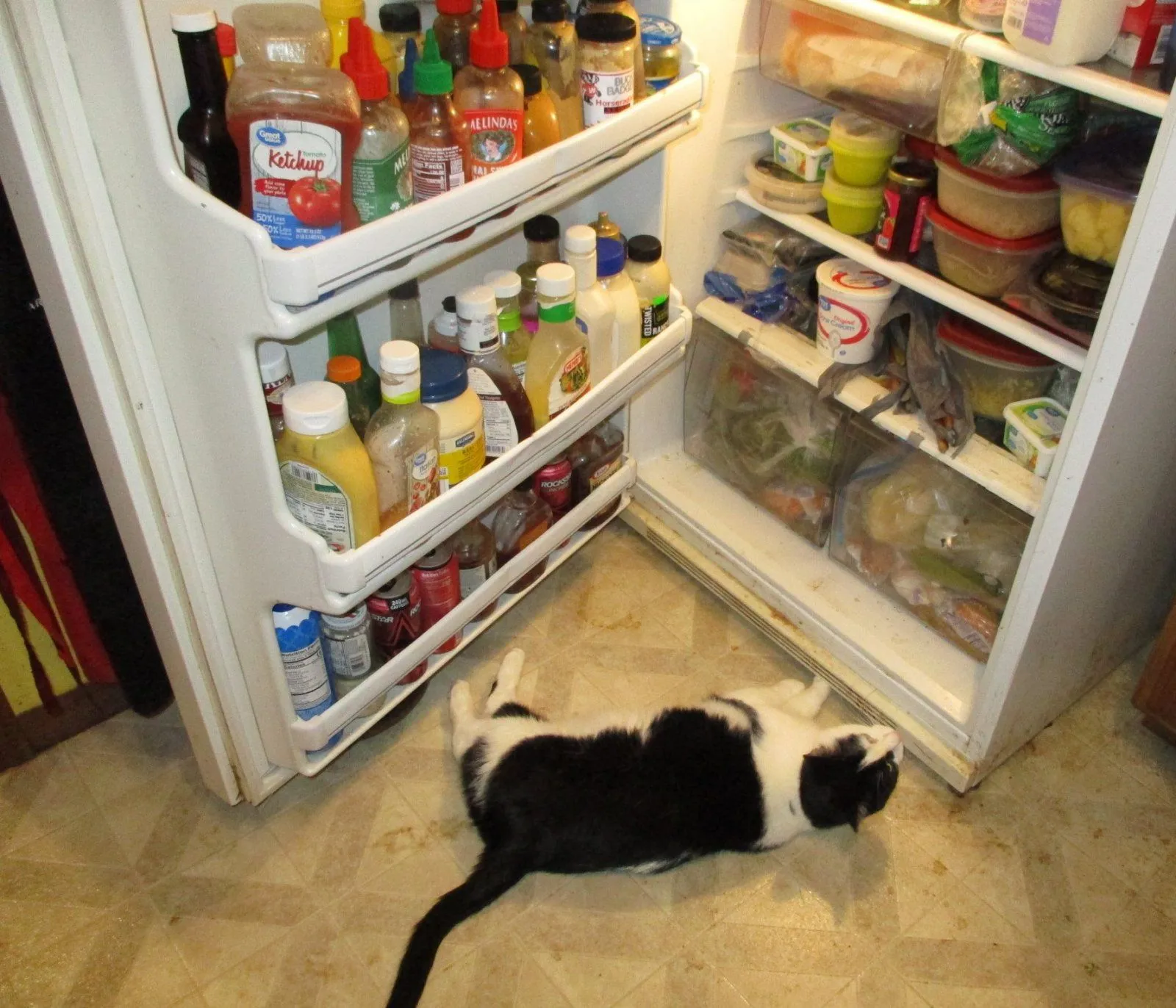fridge cat.webp