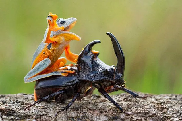 frog-riding-beetle.webp