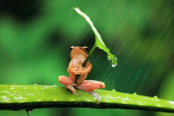 frog.webp