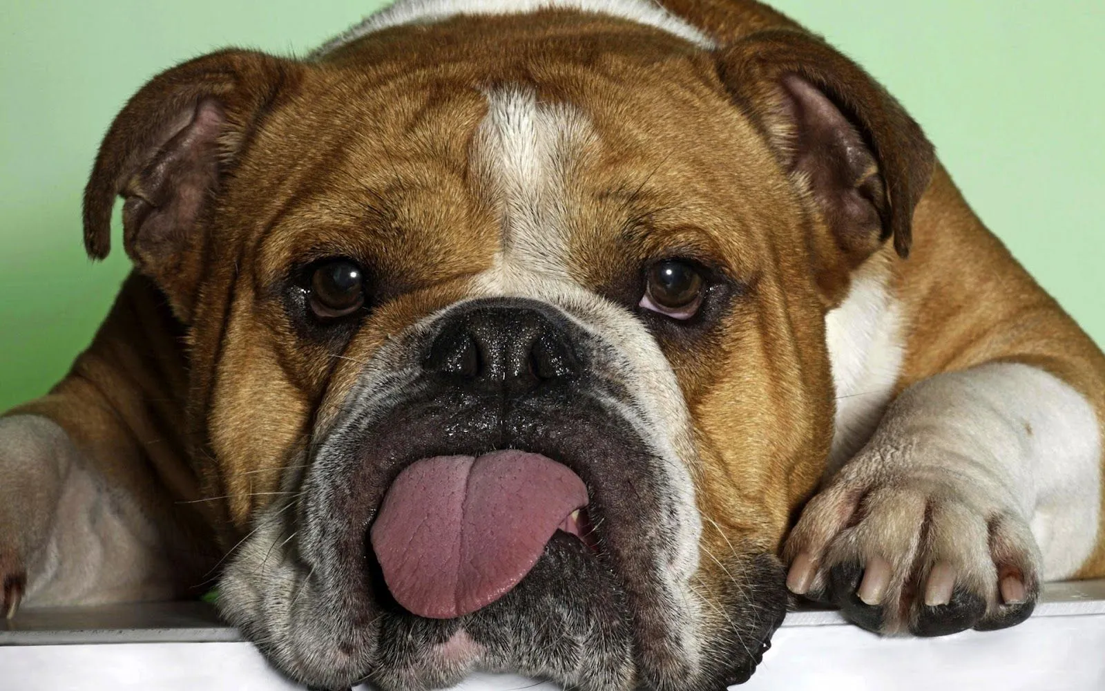 funny-bulldog.jpg